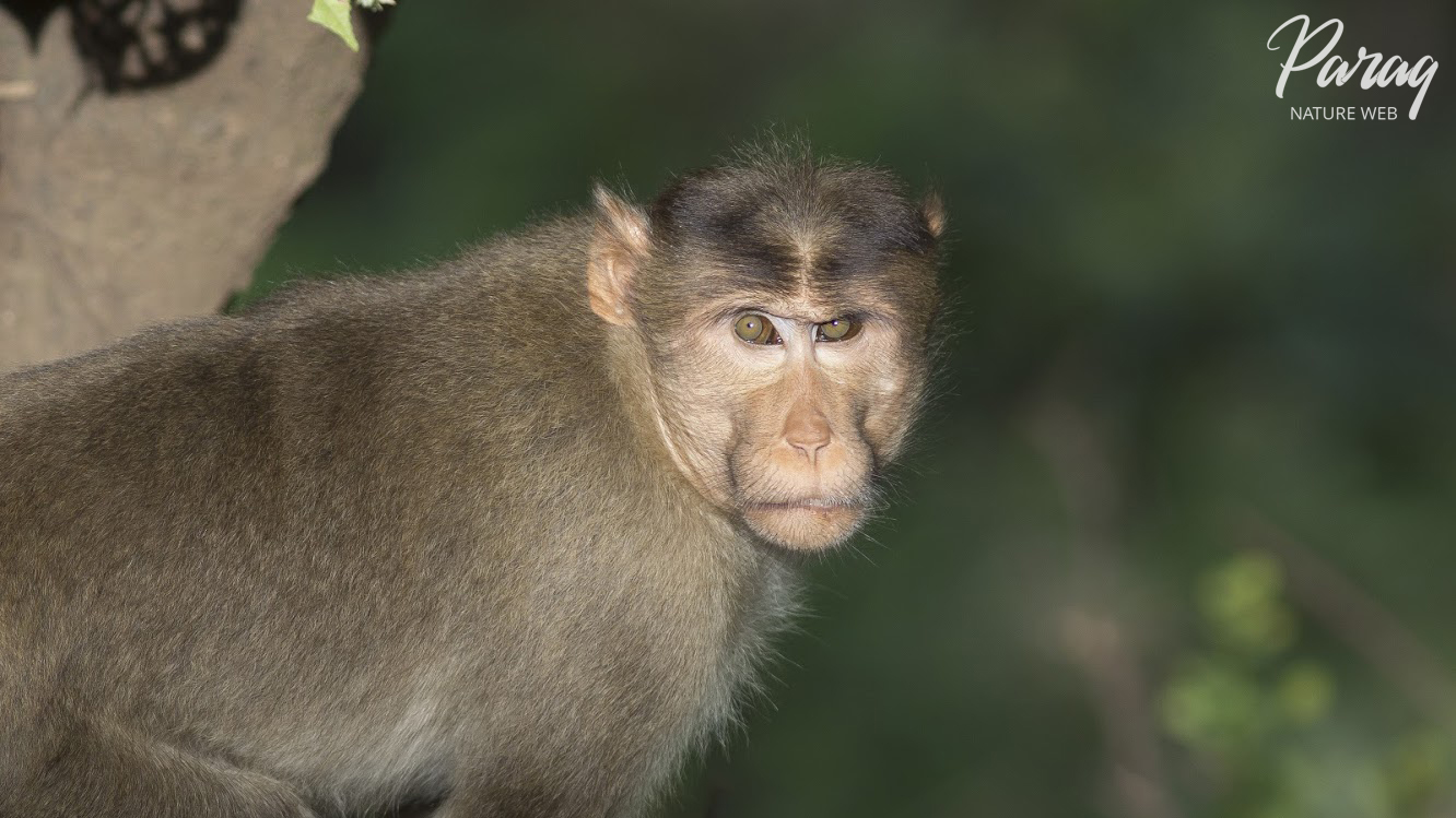 Bonnet Macaque